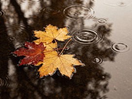 Томская осень превратится в ледяную сказку: -7 °C и гололед 23 октября